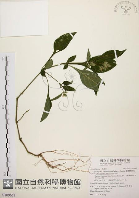 臺灣鱗球花藏品圖，第1張