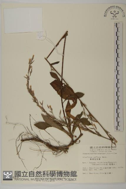 臺灣鬼督郵藏品圖，第1張