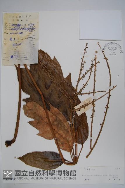 穗序鵝掌柴藏品圖，第1張