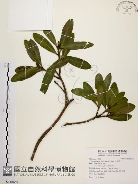 大頭茶藏品圖，第1張