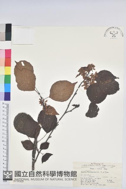 領春木藏品圖，第1張