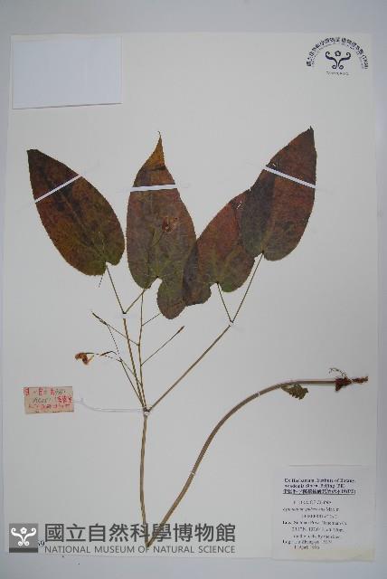 Accession Number:S048669 Collection Image, Figure 1, Total 2 Figures