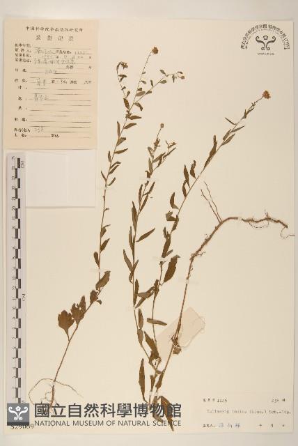 雞兒腸藏品圖，第1張