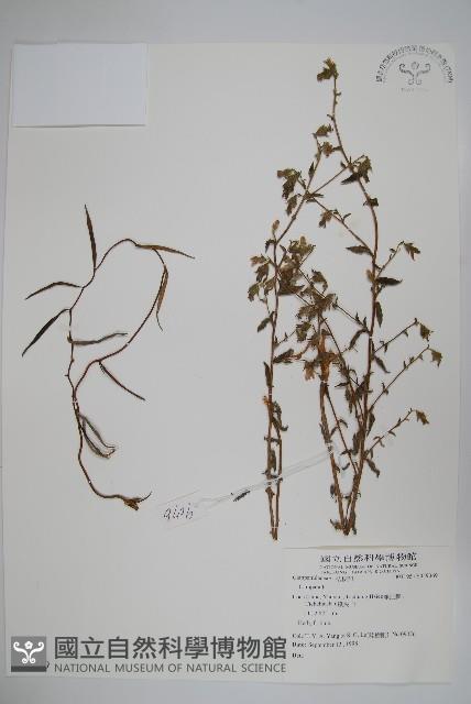 登錄號:S059069藏品圖，第1張