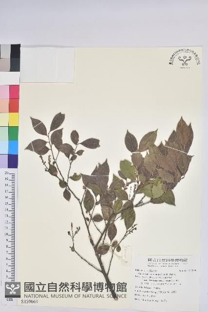 米飯花藏品圖，第1張