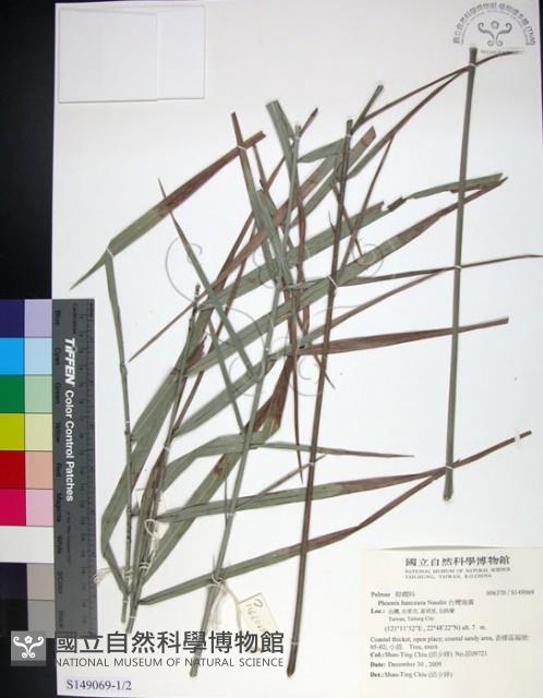 台灣海棗藏品圖，第1張