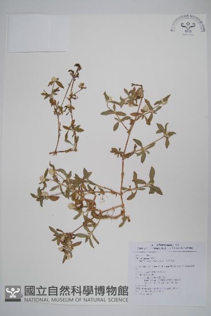 假千日紅藏品圖，第1張