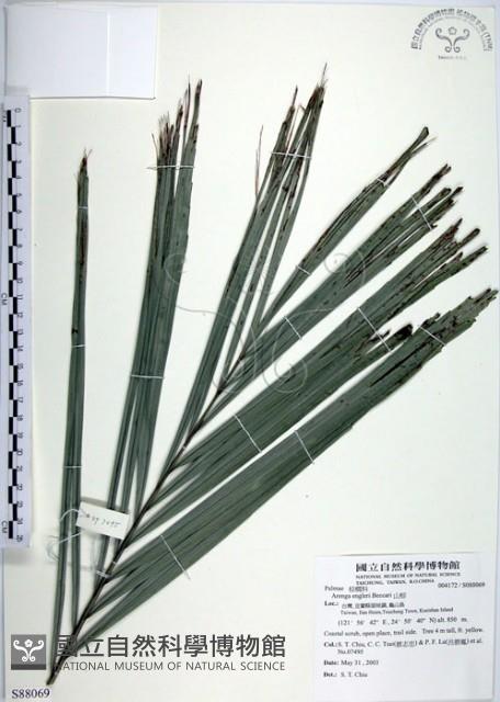 山棕藏品圖，第1張