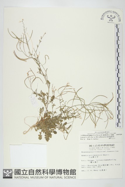 玉山筷子芥藏品圖，第1張