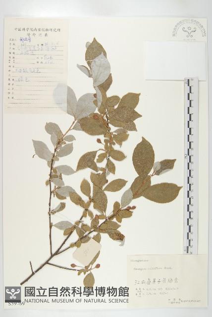 木半夏藏品圖，第1張