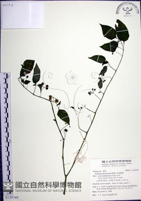 光果龍葵藏品圖，第1張