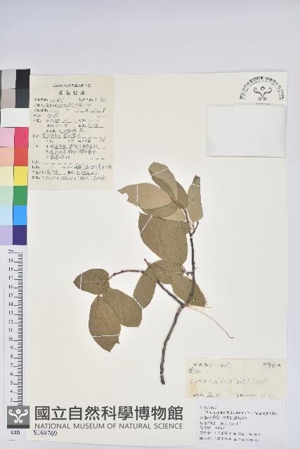 南燭藏品圖，第1張