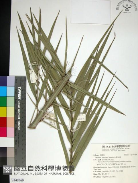 台灣海棗藏品圖，第1張