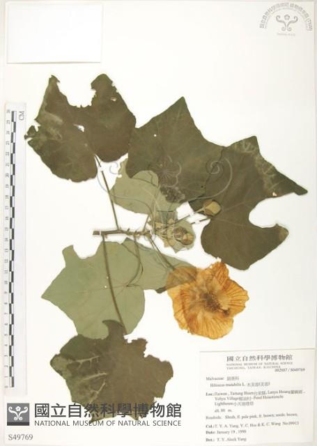 山芙蓉、臺灣山芙蓉、狗頭芙蓉藏品圖，第1張