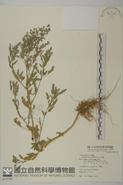 小葉藜藏品圖，第1張