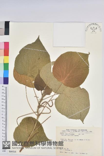 紅頭鐵莧、蘭嶼鐵莧藏品圖，第1張