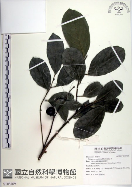 黃心柿藏品圖，第1張