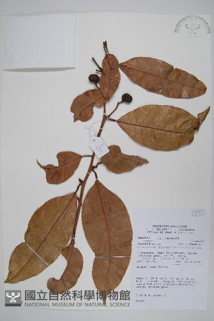 登錄號:S058769藏品圖，第1張