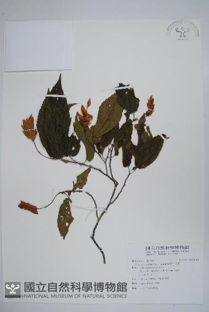 蘭邯千金榆藏品圖，第1張