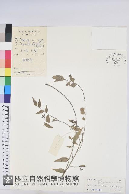 登錄號:S038769藏品圖，第1張