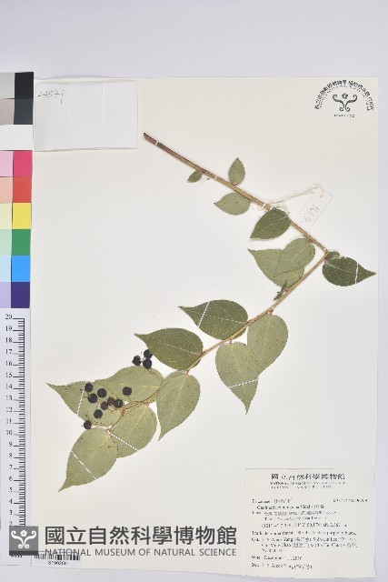 白珠樹藏品圖，第1張