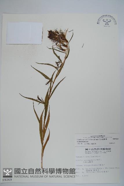 大本山梗菜藏品圖，第1張