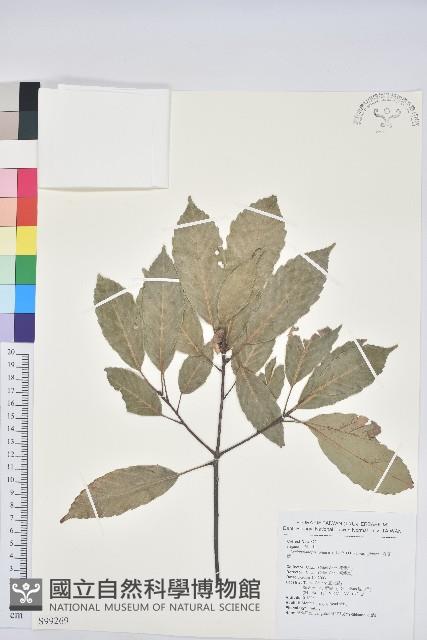 青剛櫟、鐵椆藏品圖，第1張