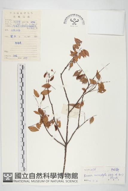 紅葉藤藏品圖，第1張