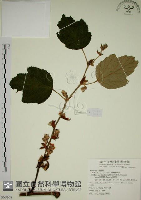 臺灣懸鉤子藏品圖，第1張