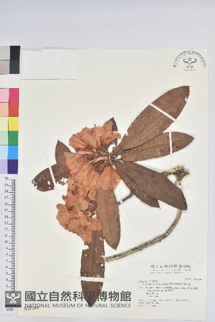 森氏杜鵑、森氏滿江紅藏品圖，第1張