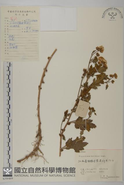 菊藏品圖，第1張