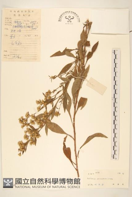 一枝黃花藏品圖，第1張