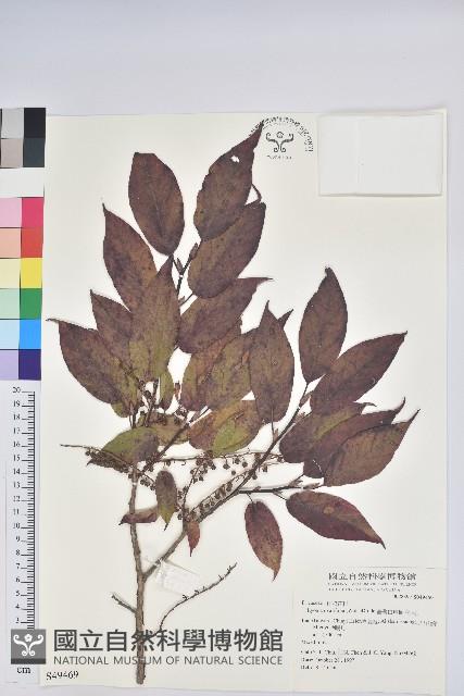 南燭藏品圖，第1張