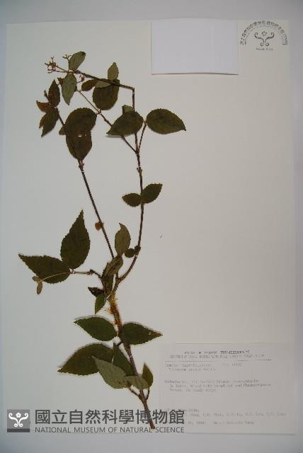 松田氏莢迷、宜昌莢迷藏品圖，第1張