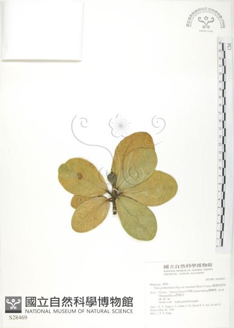 鵝鑾鼻蔓榕藏品圖，第1張