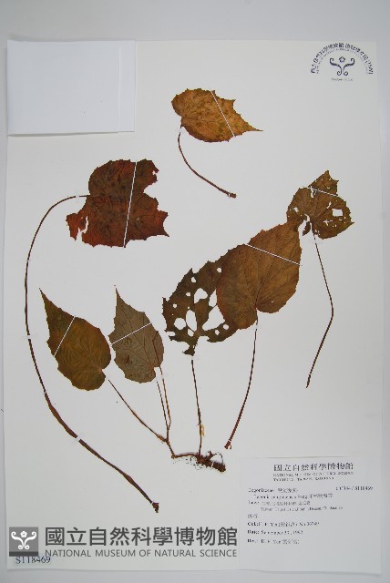 坪林秋海棠藏品圖，第1張
