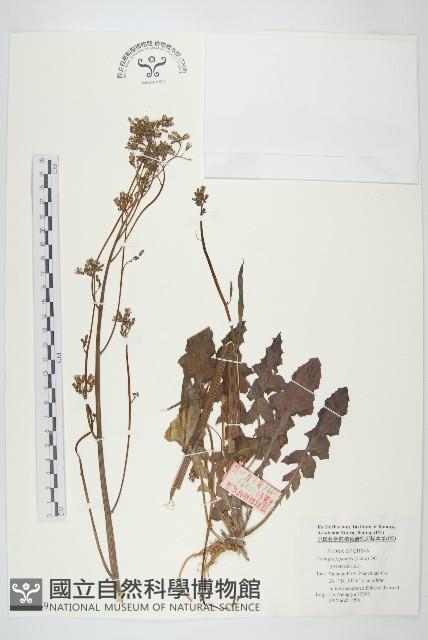 黃鵪菜藏品圖，第1張