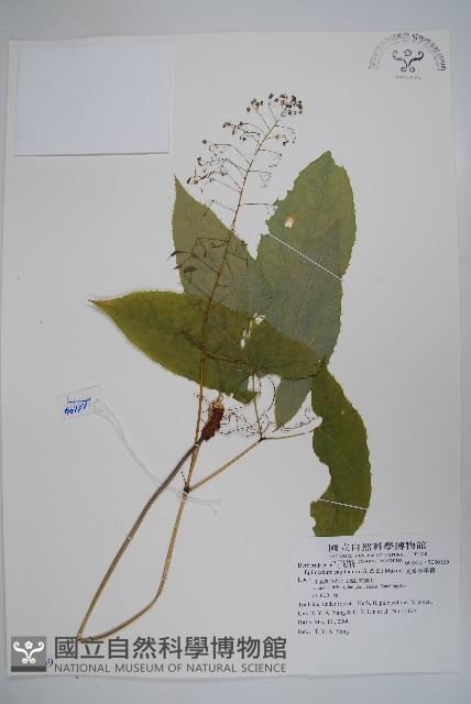 光葉淫羊藿藏品圖，第1張