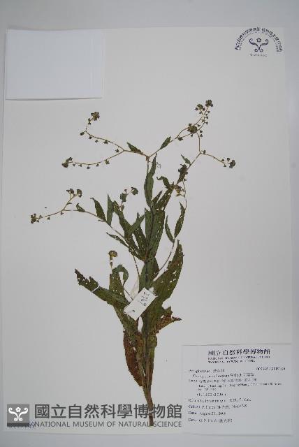 琉璃草藏品圖，第1張