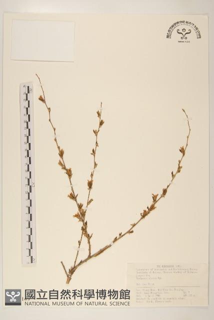 螞蚱腿子藏品圖，第1張