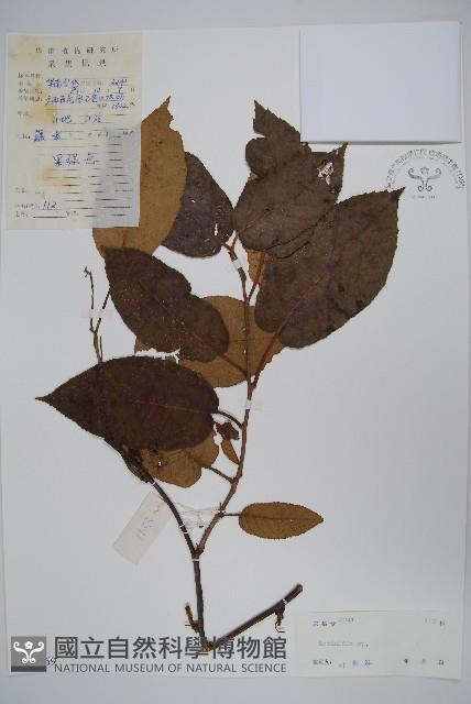 登錄號:S039169藏品圖，第1張