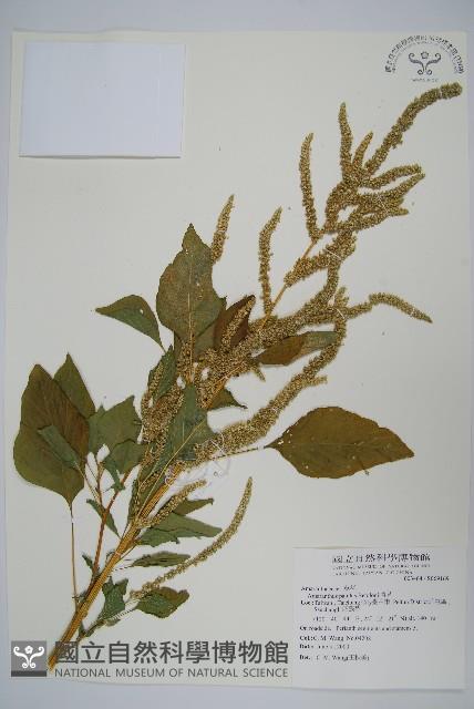 青莧藏品圖，第1張