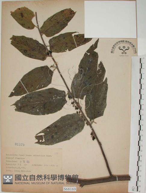 山黃麻藏品圖，第1張