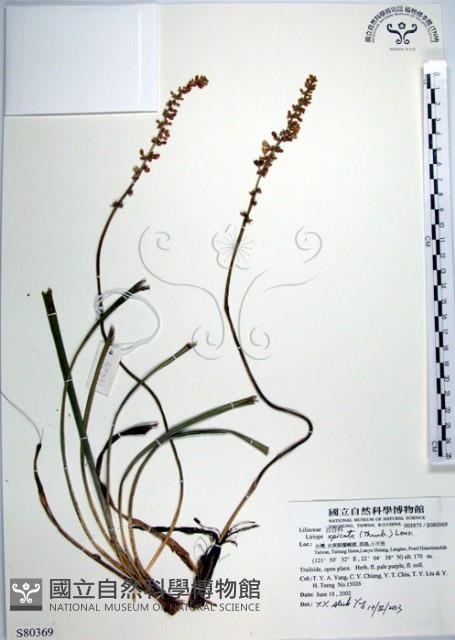 麥門冬藏品圖，第1張