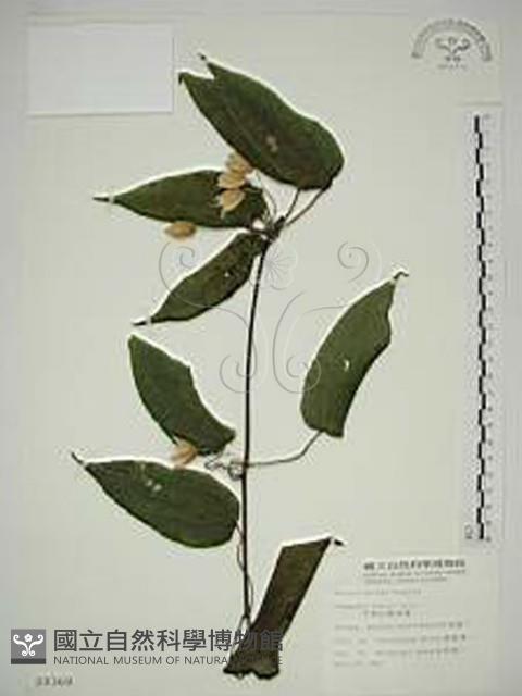 亨利氏鐵線蓮藏品圖，第1張