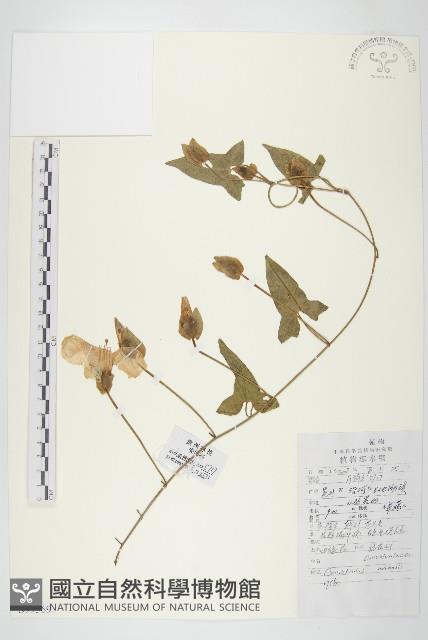 田旋花藏品圖，第1張