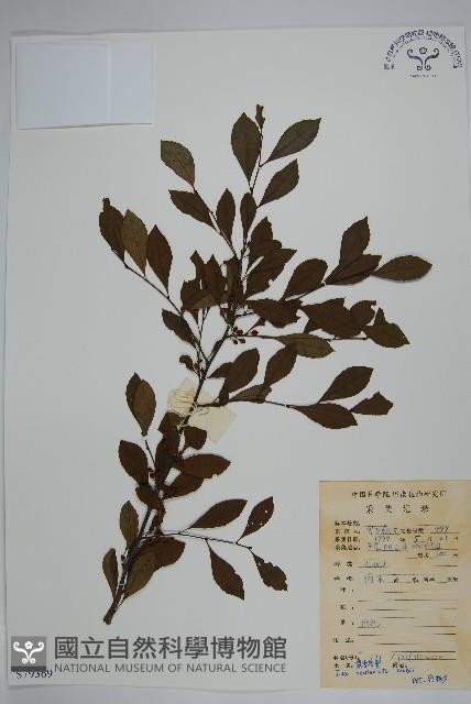 鼠李冬青、滿樹星藏品圖，第1張