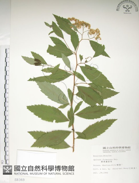 臺灣繡線菊藏品圖，第1張
