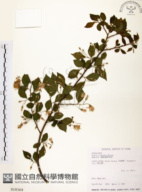 烏皮九芎、奮起湖野茉莉藏品圖，第1張