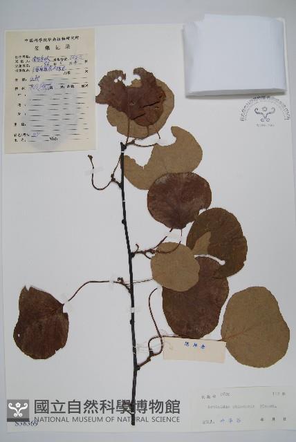 獼猴桃、奇異果藏品圖，第1張